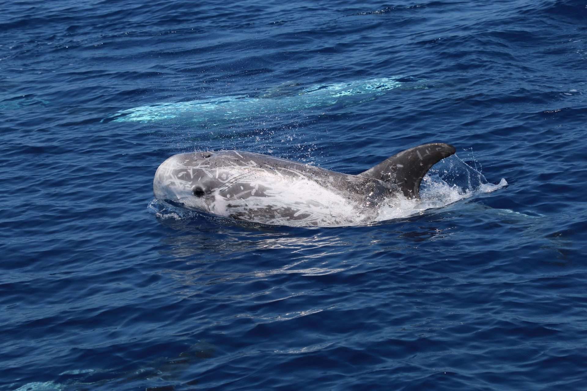grampus griseus lucabittau seame sardinia