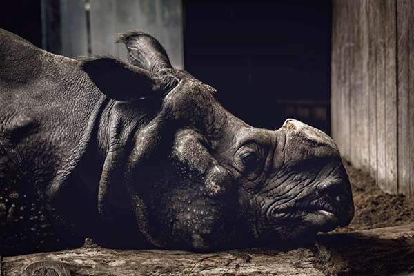 © Haider Khan, India, Finalist, Professional competition, Wildlife & Nature, Sony World Photography Awards 2024