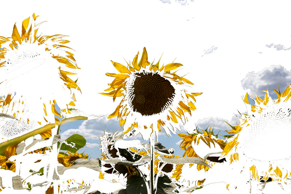 gabbana 3