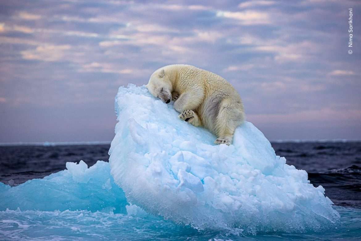 Ice Bed di Nima Sarikhani