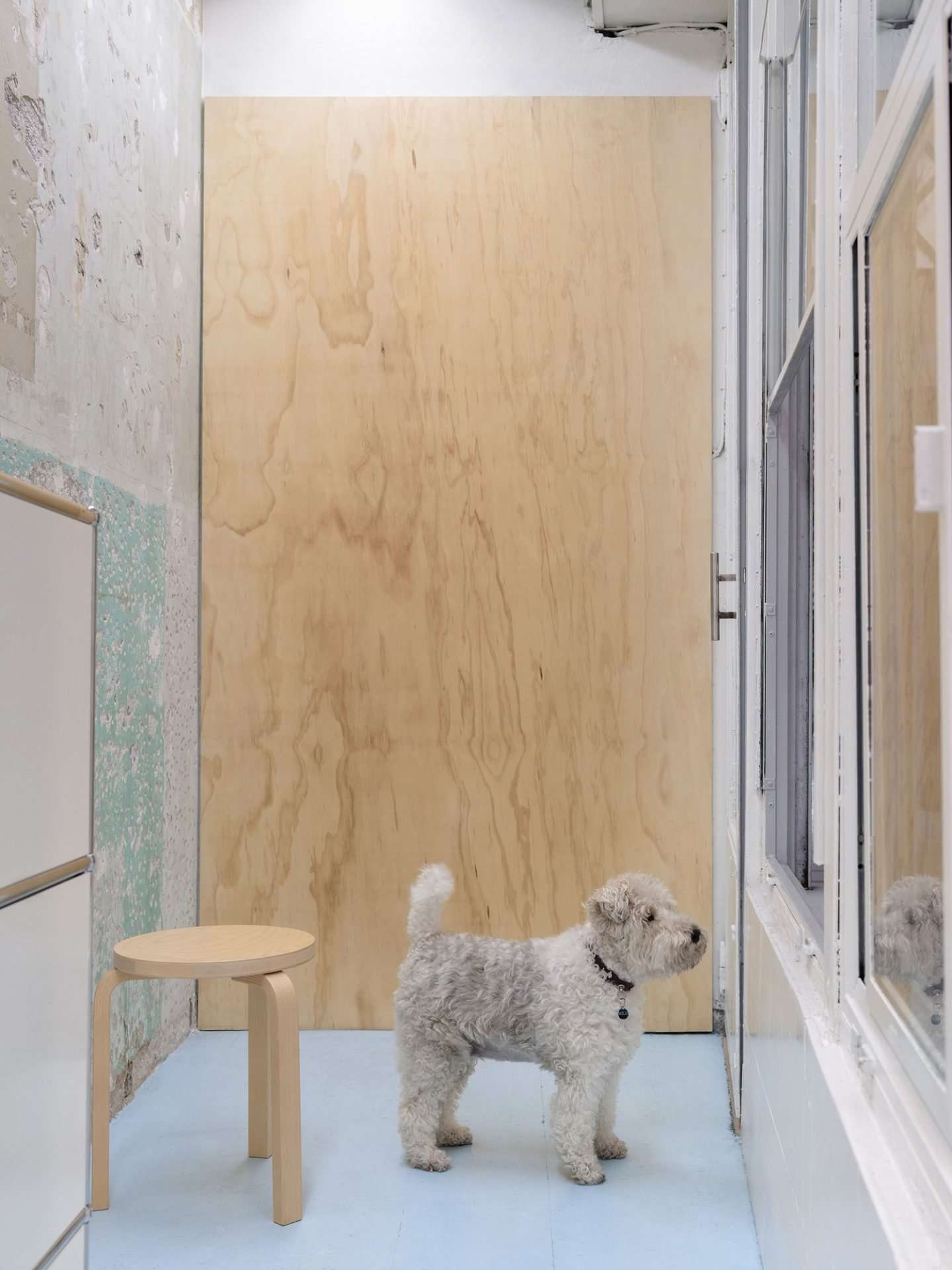 small small space dog