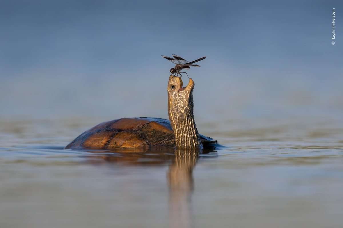 The happy turtle di Tzahi Finkelstein